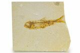 Bargain, Detailed Fossil Fish (Knightia) - Wyoming #340818-1